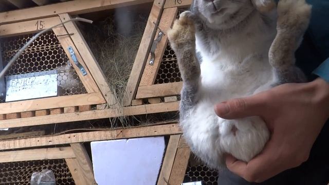 Кролики:случка калифорнийского кролика с простым!ЭКСПЕРиМЕНТ смотреть онлайн