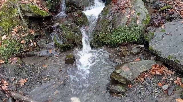 Ручей в горном буковом лесу, окрестности Воронцовки.