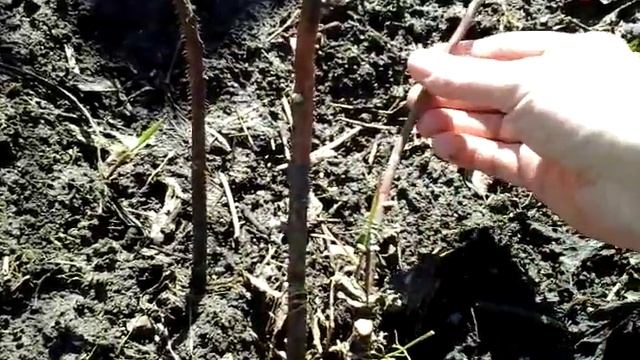 Весенняя обрезка ремонтантной малины. смотреть онлайн