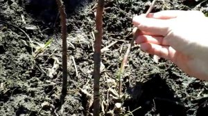 Весенняя обрезка ремонтантной малины.