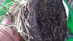 Нефролепис - усы или розетка? Что лучше для размножения.