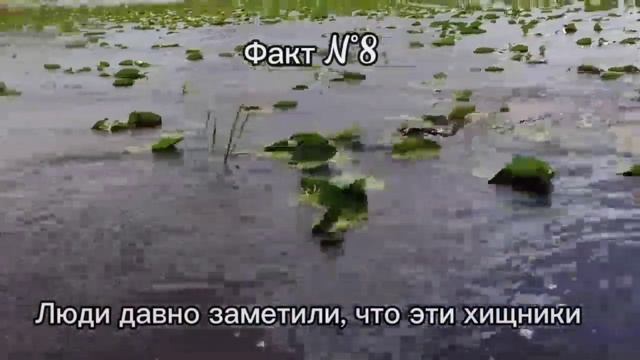 КРОКОДИЛ ГЛОТАЕТ КАМНИ. 15 ФАКТОВ О КРОКОДИЛАХ, О КОТОРЫХ МАЛО КТО ЗНАЕТ. смотреть онлайн