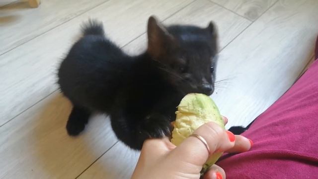 Чем кормить соболя? (Бонита 85 дней) смотреть онлайн