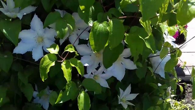 КЛЕМАТИСЫ.НЕ ПРОПУСТИТЕ.СУПЕР ПОДКОРМКА ИЗВЕСТКОВЫМ МОЛОЧКОМ. смотреть онлайн