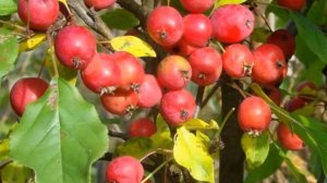 Яблоня Рождественское