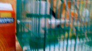 Поилка для попугаев