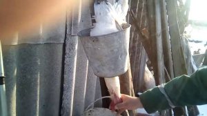 как забить курицу