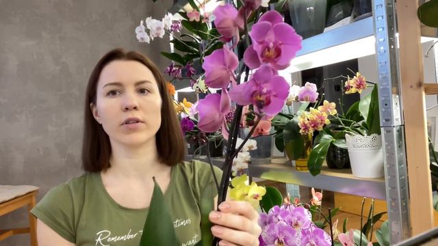 Phal. Elastic Love🦋, моя нова красуня смотреть онлайн