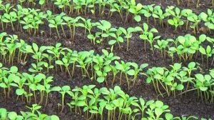 ВЫРАЩИВАНИЕ АЛИССУМА  МЕДОВОГО. ПИКИРОВАНИЕ АЛИССУМА!