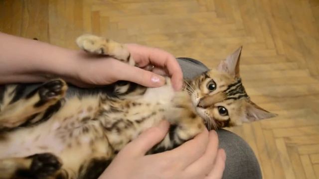 Бенгальская кошечка, мраморный окрас смотреть онлайн