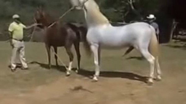 Как спаривают лошадей