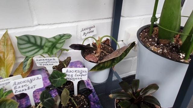 VLOG 24.10.2023 г Обзор моих комнатных растений/ Комнатные цветы на балконе в конце октября смотреть онлайн