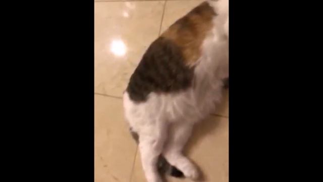 Кошка Буся в образе