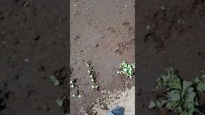 Огород. Прореживание редиса.