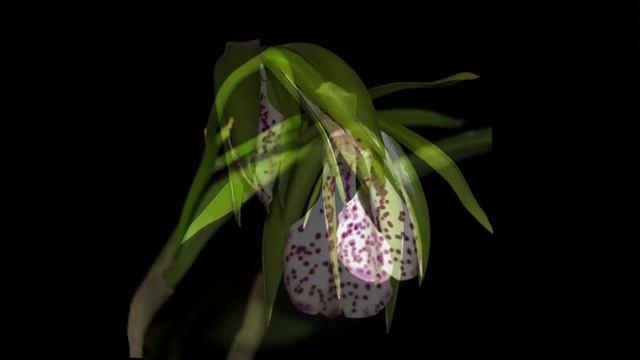 Brasso Cattleya Binosa смотреть онлайн