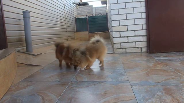 Маленький Принц Из Усадьбы Андреевых смотреть онлайн