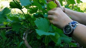 ЛЕТНЯЯ ПРИВИВКА ВИНОГРАДА/ЗЕЛЕНОЕ В ЗЕЛЕНОЕ