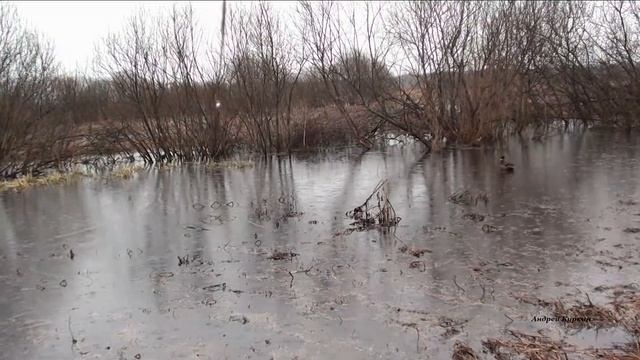 (17) Весенняя охота с подсадной уткой. Зимой 19го вспоминаем весну18 Открытие смотреть онлайн