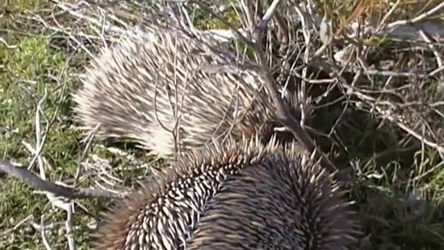 Echidna; Courting. Ехидна; ухаживание (1075sp)
