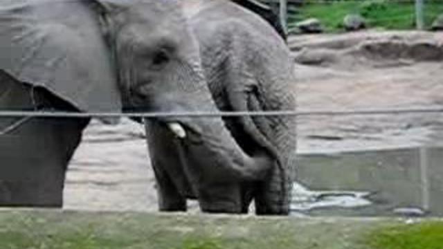 Слон слона смотреть онлайн