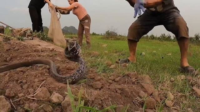 6 Brave Hunters With Pitbull Dog Confront Fierce Giant Python To Save The Girl смотреть онлайн