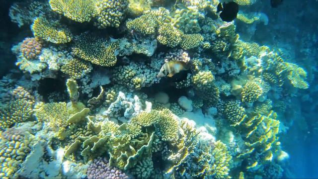 Коралловый риф отеля Nubian Island Hotel 5 Sharm El Sheikh Egypt