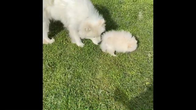 Шпиц 3,5 месяца прогулка