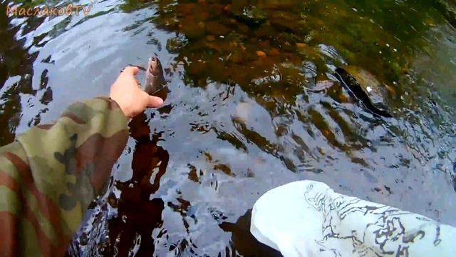 Ловля хариуса нахлыстом на таежном ручье смотреть онлайн