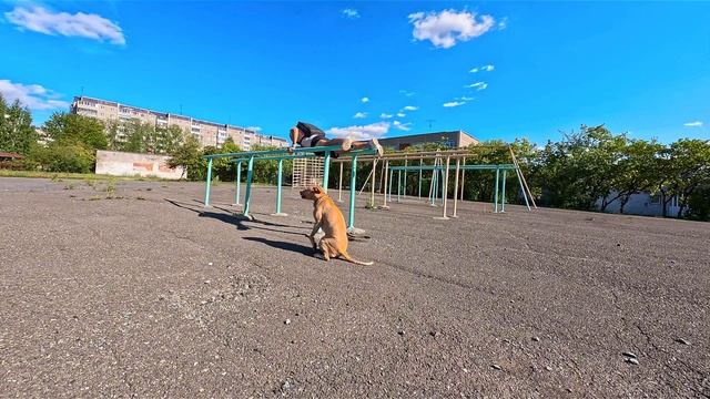 Питбуль умница — этим все сказано?⭐️ смотреть онлайн
