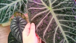 Монолог про цветок - Обзор моих Алоказий
