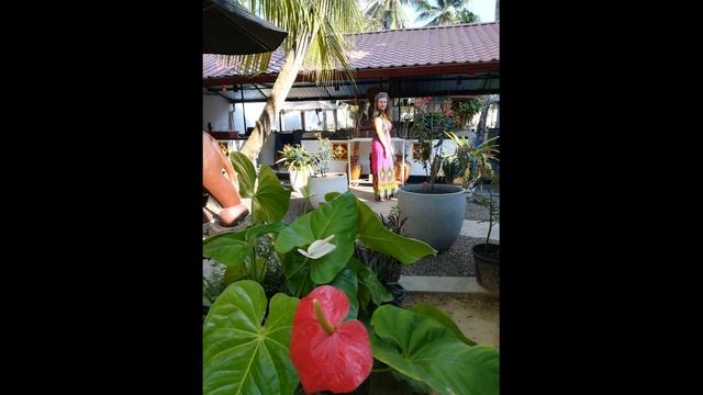 ШРИ ЛАНКА! Большой обзор. Унаватуна. Sea View hotel. Пляж Унаватуны. Черепахи. Хиккадува. смотреть онлайн