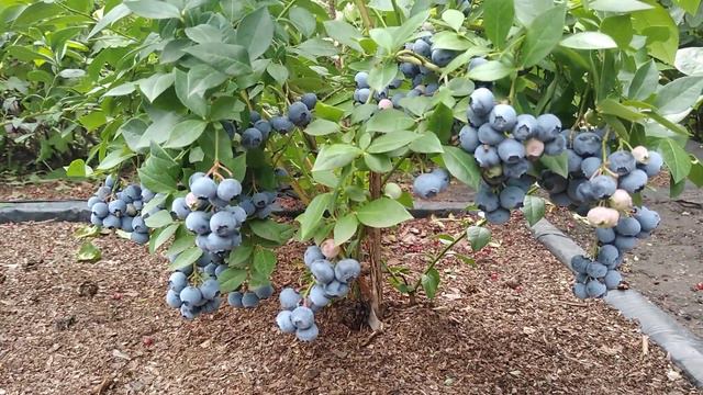 Сорт лохини Легасi, 10.08.2022.