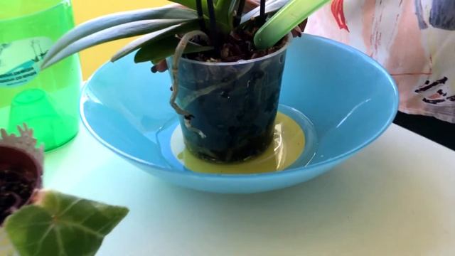 ?ПРАВИЛА ПОЛИВА УДАЧНЫЙ ОПЫТ?/Как поливать орхидеи Phalaenopsis /How To Water Orchids Phalaenopsis