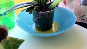 ?ПРАВИЛА ПОЛИВА УДАЧНЫЙ ОПЫТ?/Как поливать орхидеи Phalaenopsis /How to water orchids Phalaenopsis