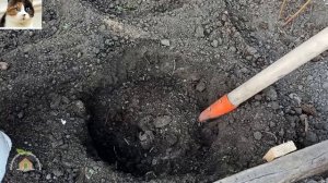 Когда сажать луковицы гиацинтов осенью в открытый грунт