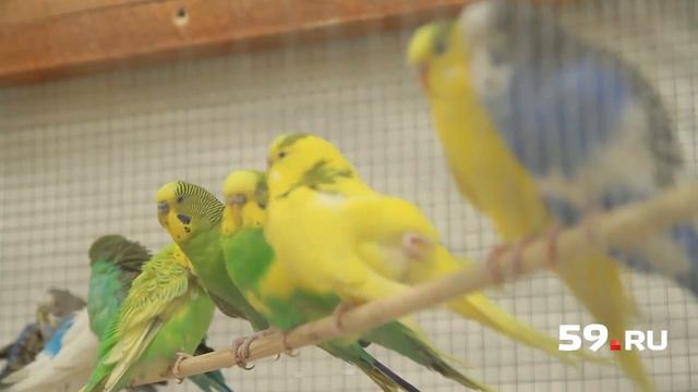 Обнять енота, погладить суриката смотреть онлайн