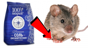 Как избавиться от мышей в квартире навсегда народными средствами