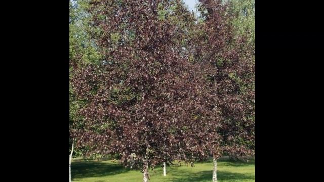 #Береза #Вяз Лиственные #растения1 Декоративные растения смотреть онлайн