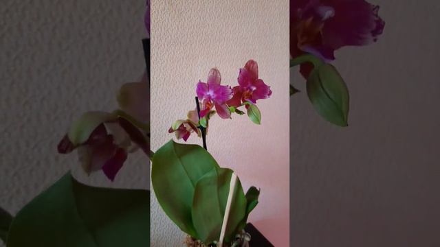 Лиодоро бабочка смотреть онлайн