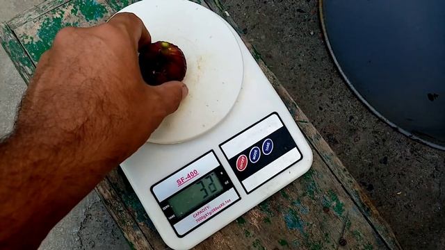 Инжир второй сбор . смотреть онлайн