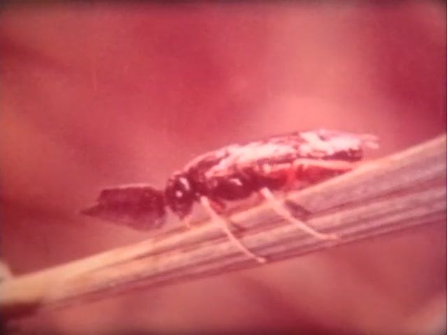 Биология. Животные. От бактерий до насекомых. Паразитические перепончатокрылые. Наездники