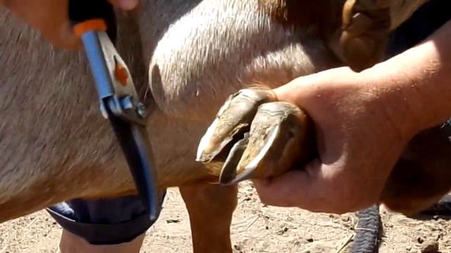 Обрезаем копыта козам. смотреть онлайн
