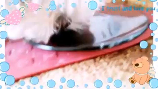3 день моей собаки смотреть онлайн