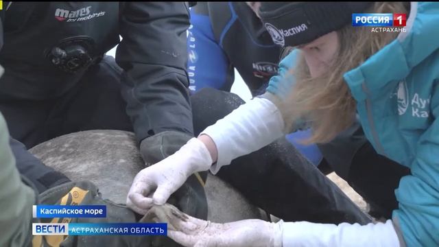 В Астраханской области завершилась экологическая экспедиция Душа Каспия. Сюжет ГТРК Лотос смотреть онлайн