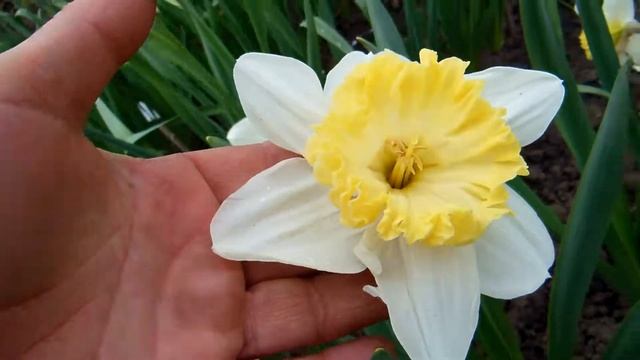 Чаша Тайм. Крупнокорончатый нарцисс. смотреть онлайн