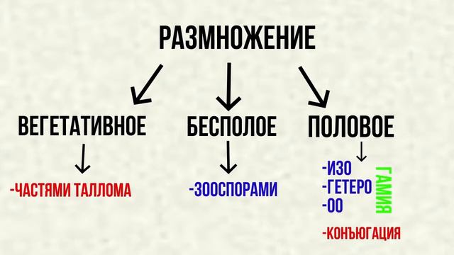 Ботаника Зелёные водоросли смотреть онлайн