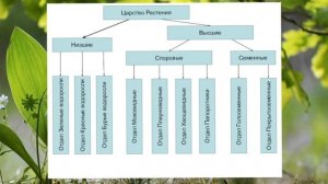 Биология 5 класс (Пасечник) аудио Параграф 12 «Характеристика царства растений»