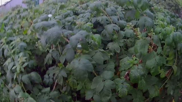 Ремонтантная малина в Челябинске. Первые ягоды на ремонтантной или осенней малине смотреть онлайн