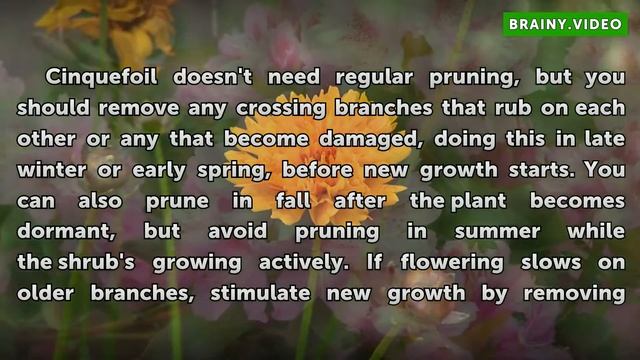 How To Grow Potentilla Shrubs