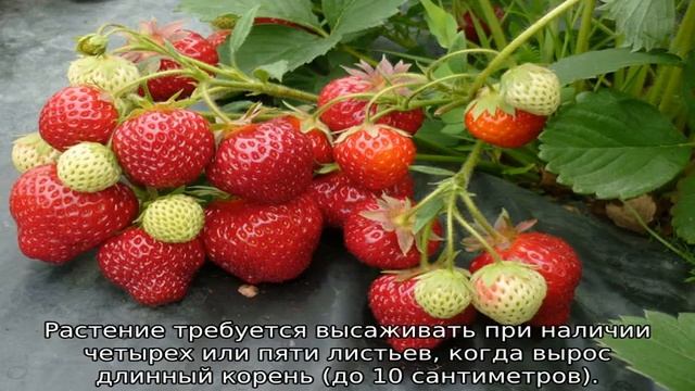 Клубника Корона смотреть онлайн